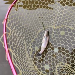 GWの釣りは久しぶりに息子と管釣り