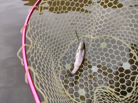 GWの釣りは久しぶりに息子と管釣り