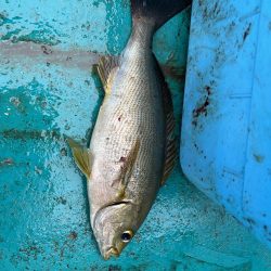 五目釣りでイサキ狙い