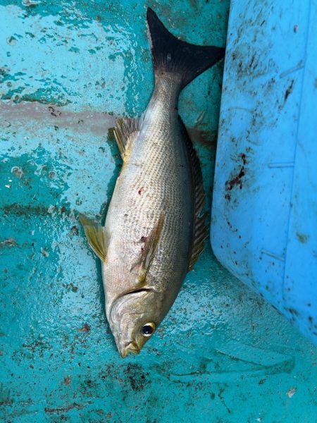 五目釣りでイサキ狙い