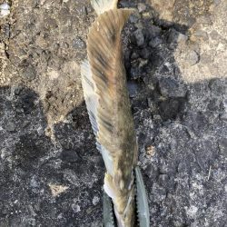 久しぶりの釣り