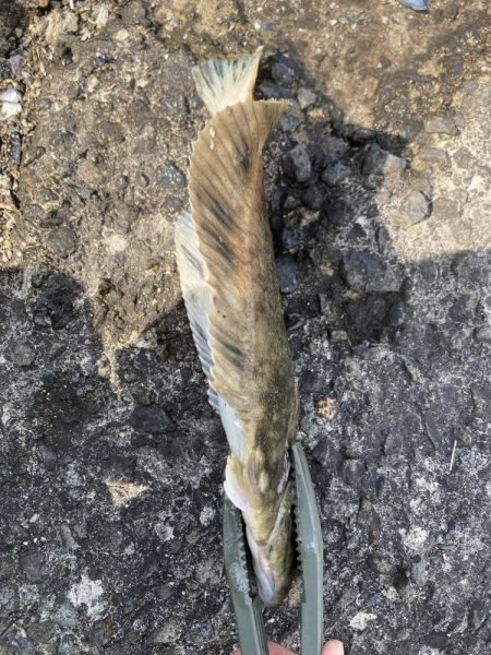 久しぶりの釣り