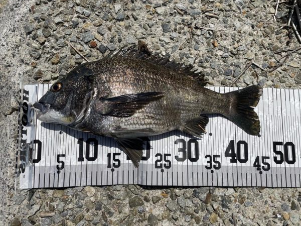 イチノ兄弟、釣果!