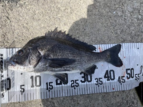 イチノ兄弟、釣果！