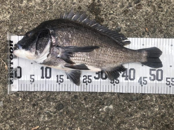 イチノ兄弟、釣果！