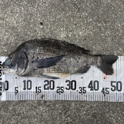 イチノ兄弟、釣果！