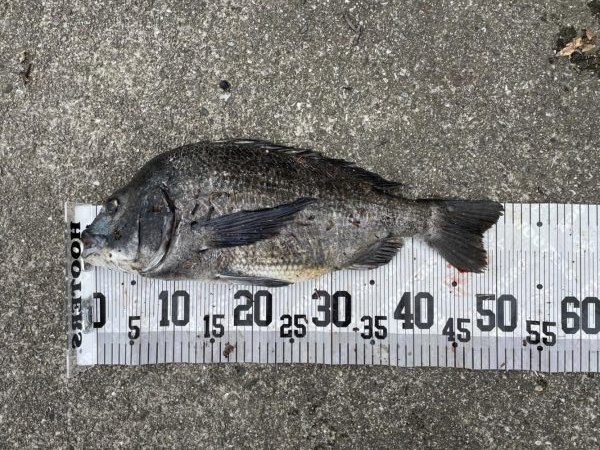 イチノ兄弟、釣果！