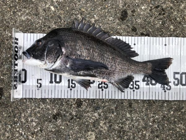 イチノ兄弟、釣果！