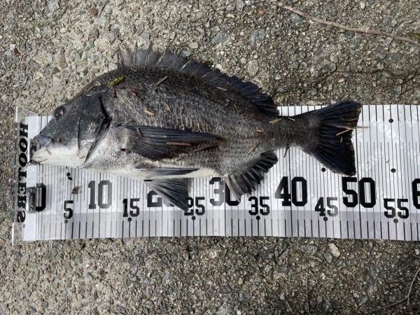 イチノ兄弟、釣果！