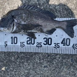 イチノ兄弟、釣果!