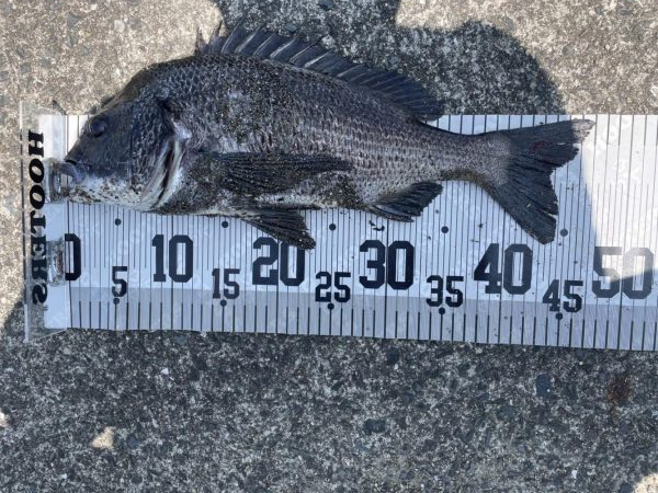 イチノ兄弟、釣果!