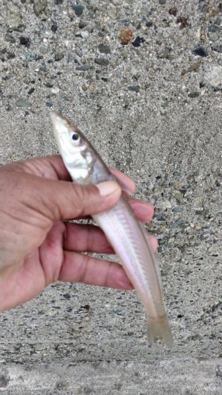 近場のキス調査