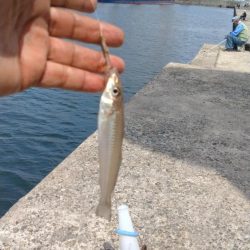 播磨新島のキス釣査