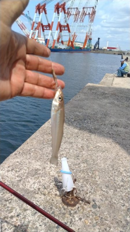 播磨新島のキス釣査
