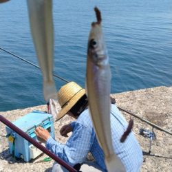 播磨新島のキス釣査