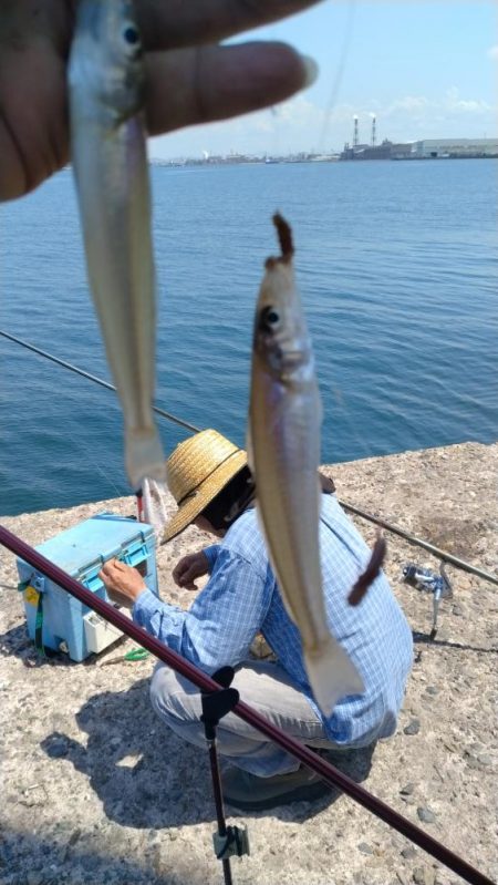 播磨新島のキス釣査