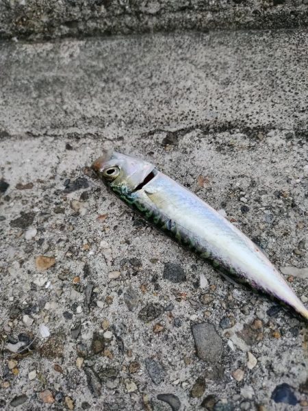 色々釣れました。五目釣り。