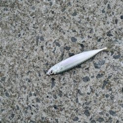 見たこと無い魚釣れたよ！