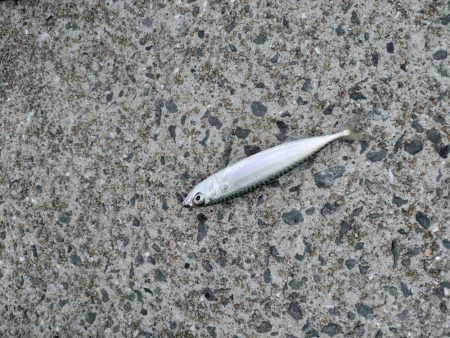 見たこと無い魚釣れたよ！