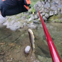 高見川で、アマゴ狙い