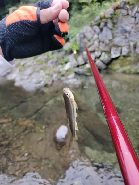 高見川で、アマゴ狙い