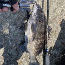 チヌフカセ釣り