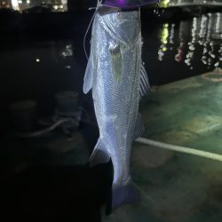 バチ抜けシーバス