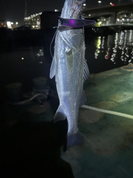 バチ抜けシーバス