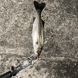 バチ抜けシーバス