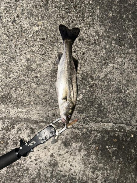 バチ抜けシーバス