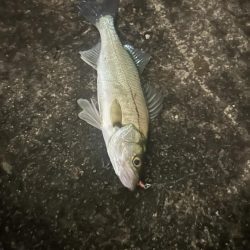 バチ抜けシーバス