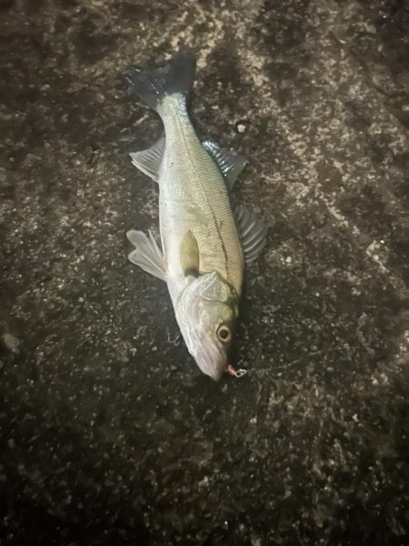 バチ抜けシーバス