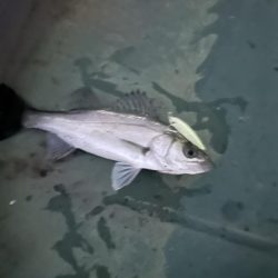 バチ抜けシーバス