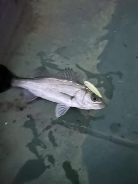 バチ抜けシーバス