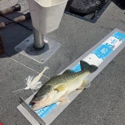 GW北山田40cm〜4匹