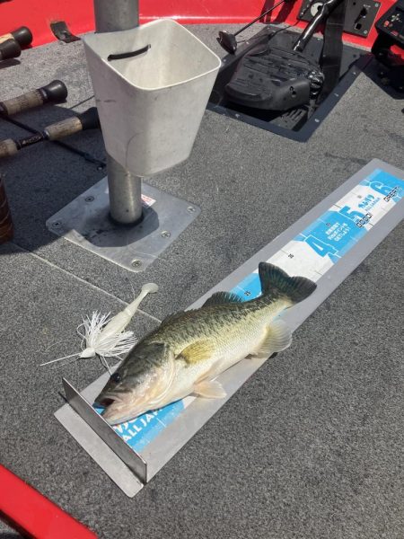 GW北山田40cm〜4匹