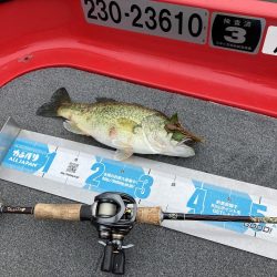 北山田53、45cm他3匹