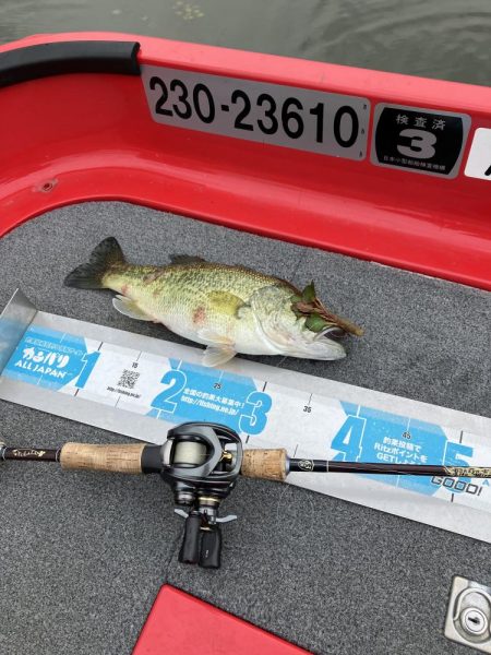 北山田53、45cm他3匹