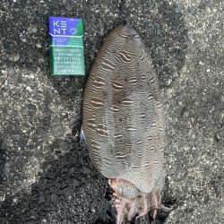 カミナリイカゲット