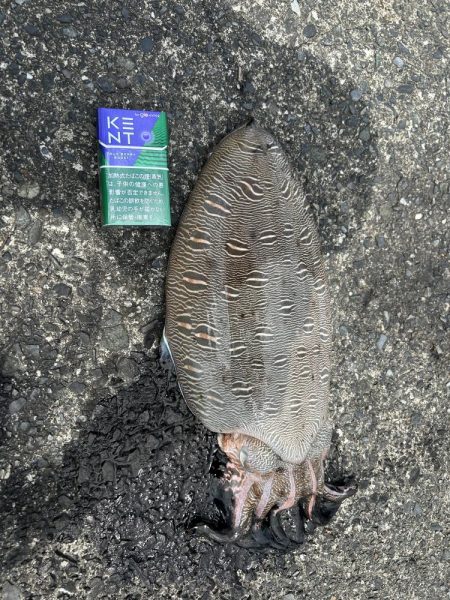 カミナリイカゲット