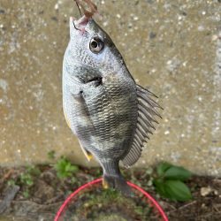 チニングシーズン突入