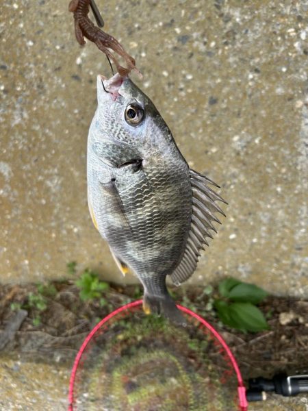 チニングシーズン突入