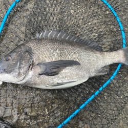 ワカメの上で一枚