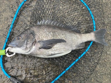 ワカメの上で一枚