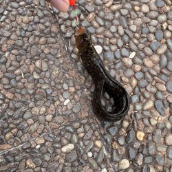 穴釣りでタケノコ