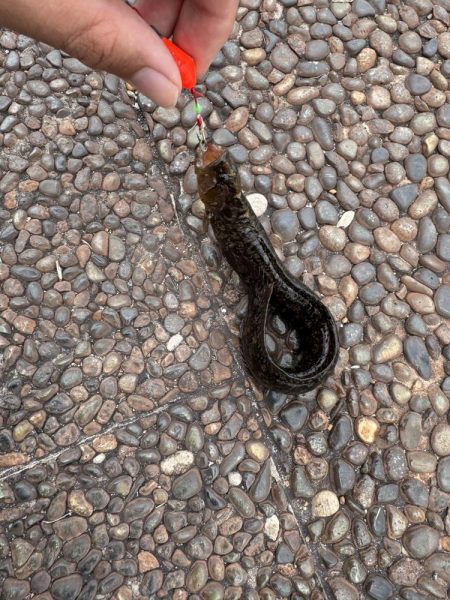 穴釣りでタケノコ