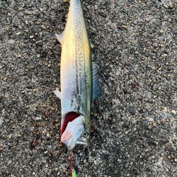 ショアジギング