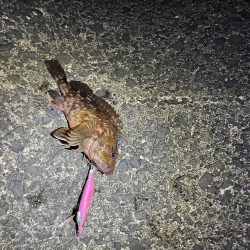 ジギング　エギング