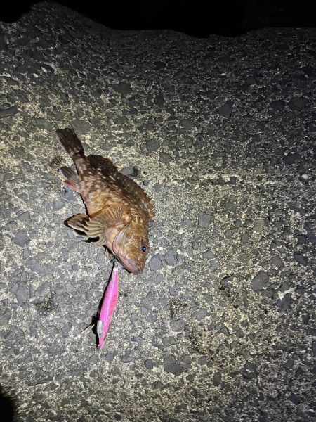 ジギング　エギング