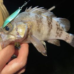 メバル×スプーン